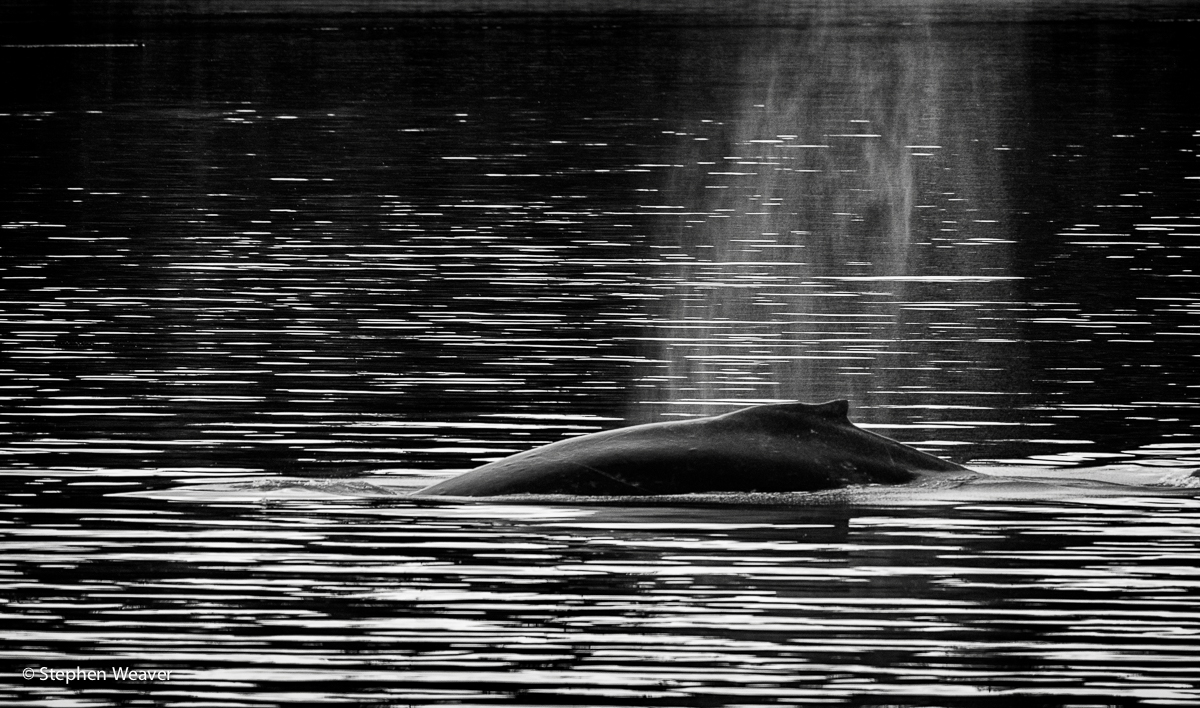 Alaska, Bartlett Cove, Glacier Bay NP, humpback whales, whale