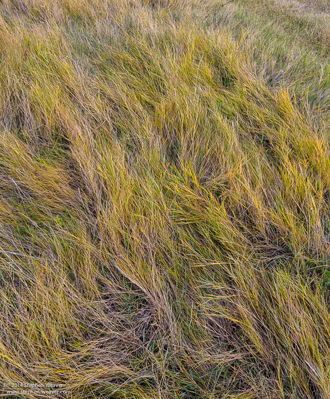 Autumn, Cheyenne Bottoms, Kansas. grass