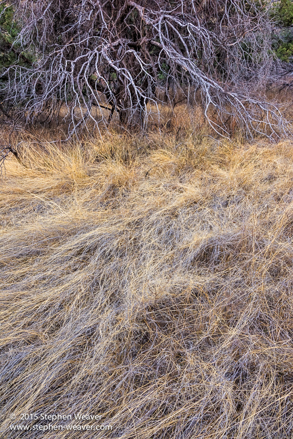 Arizona, Chiricahua Mountains, grass