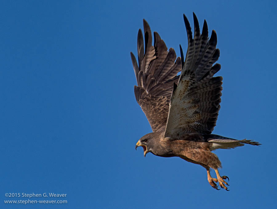 A Swainson's Hawk in flight on the Medano Ranch