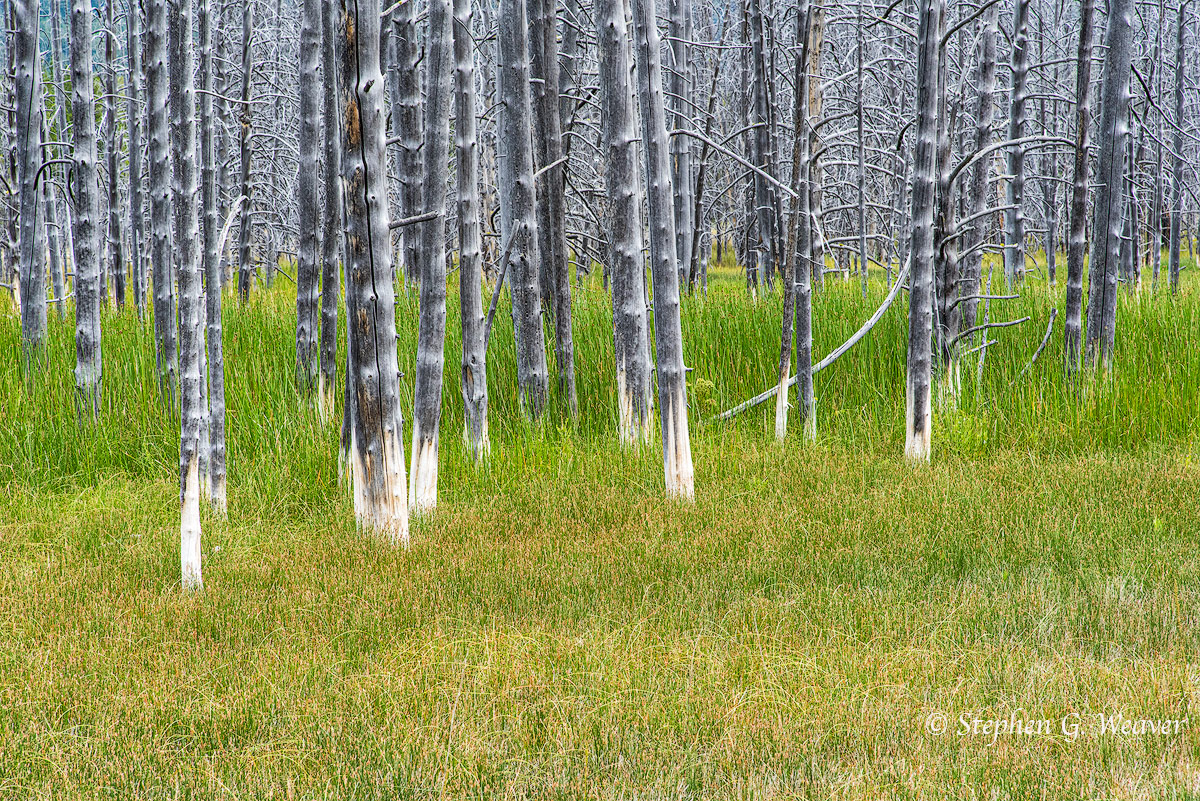 Dead Pines in Hotspring Meadow