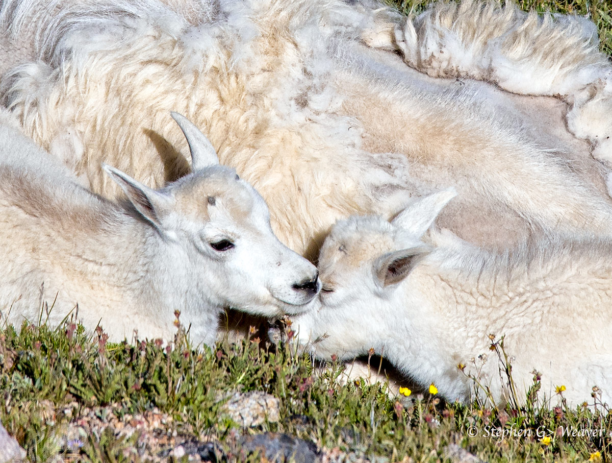 Two Mountain Goat Kids snuggle against their mother.