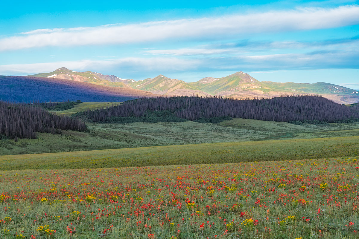Sub-Alpine Meadow And La Garita Peaks