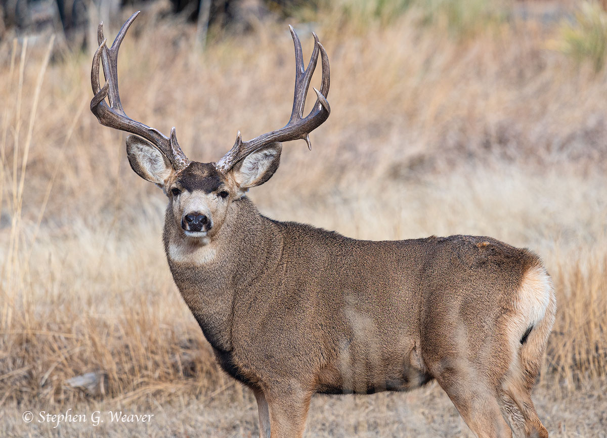 Mule Deer Buck