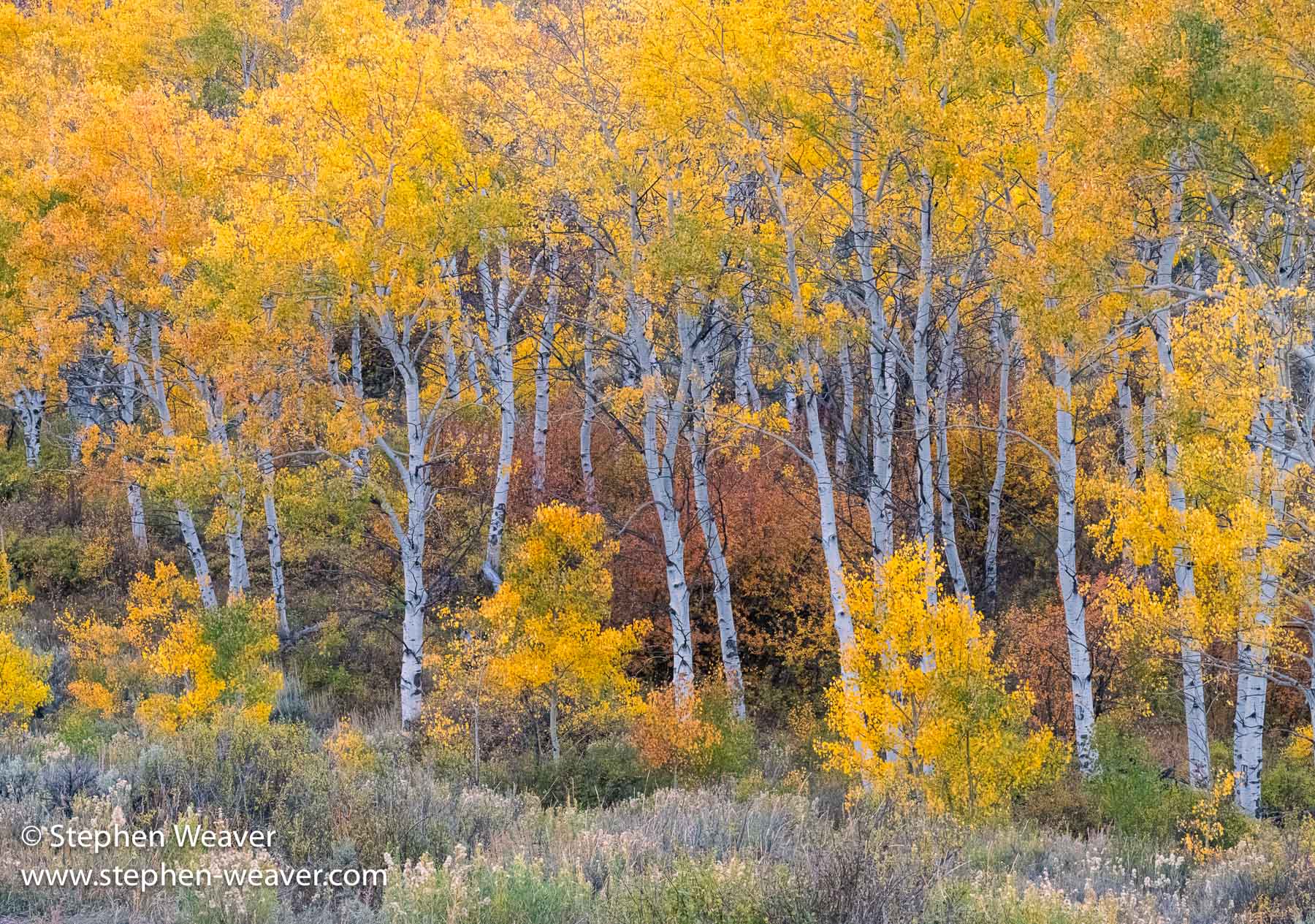 Buford-Castlewood Road, Colorado, Fall Colors, aspen