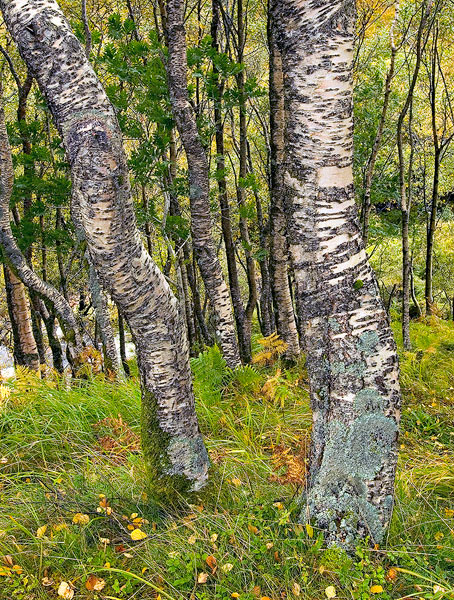 A grove of birch in Glen Etive