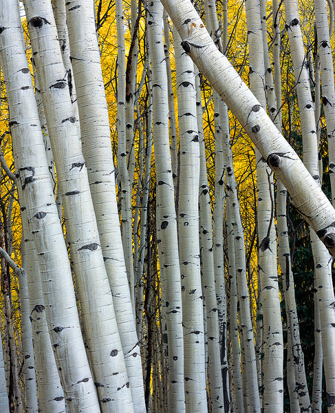 Aspen boles in the Kebler Pass area, Colorado