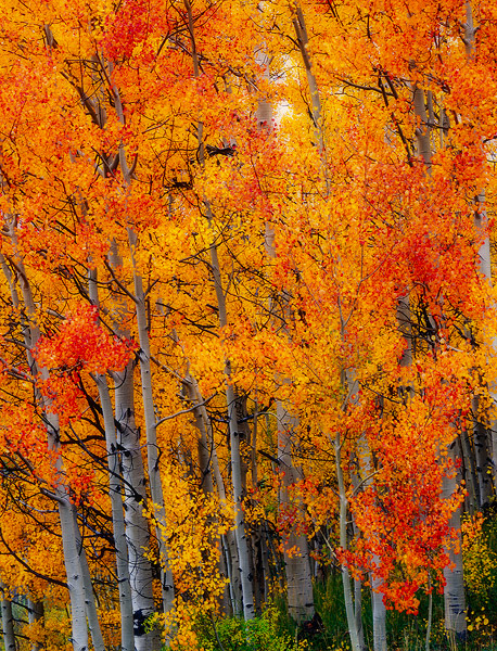 Red and Orange aspen near Ohio Pass, Colorado