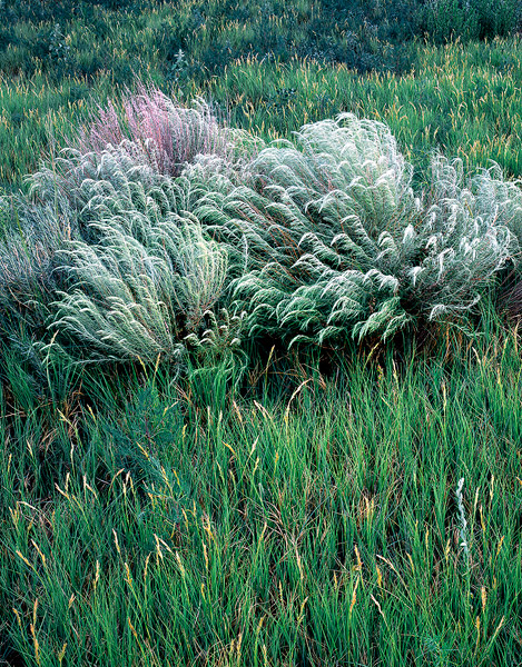 Sand Sage and Buffalo Grass, Chico Basin Ranch, Colorado