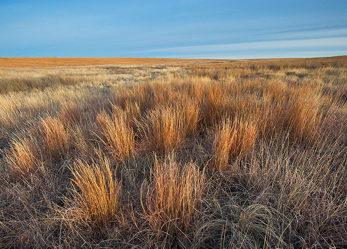 Bunches of Big Bluestem grass showing the tan and orange colors of Winter on the western Kansas Prairie