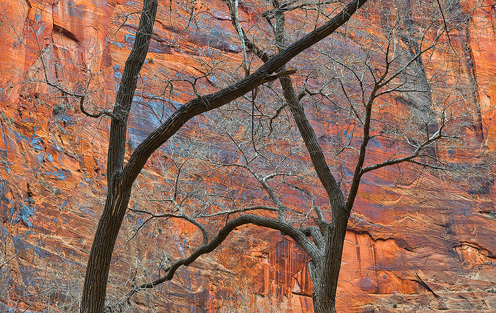 Two cottonwoods cross limbs in an apparent dance with each other in front of a wall of Navajo sandstone glowing from reflected...