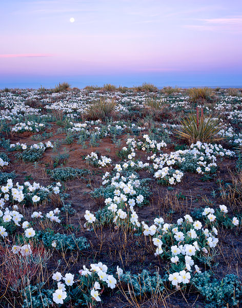 A profusion of Prairie Primrose blooms carpet the prairie on a Spring dawn&nbsp; at the Chico Basin Ranch, Colorado