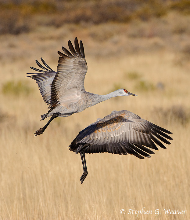 Two Sandhill Cranes in a yin-yang pattern of flight at Bosque dela Apache NWR  This image was awarded an Editors Choice Honorable...