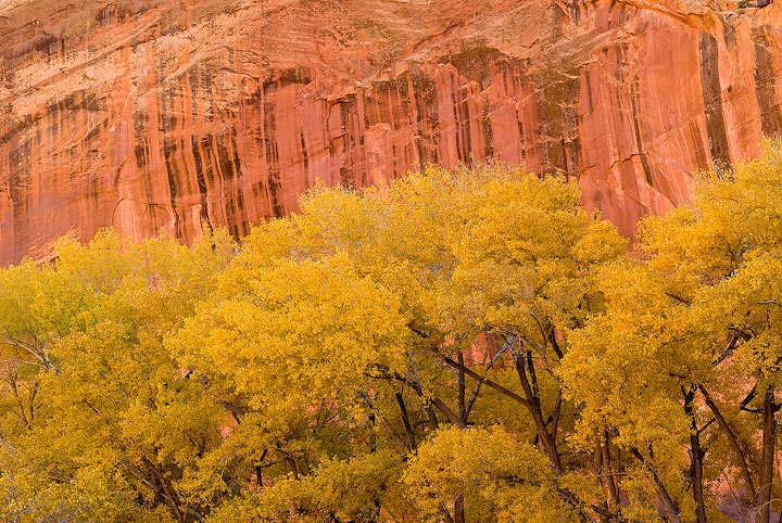 Capitol Reef NP, Utah, deciduous, Fall color