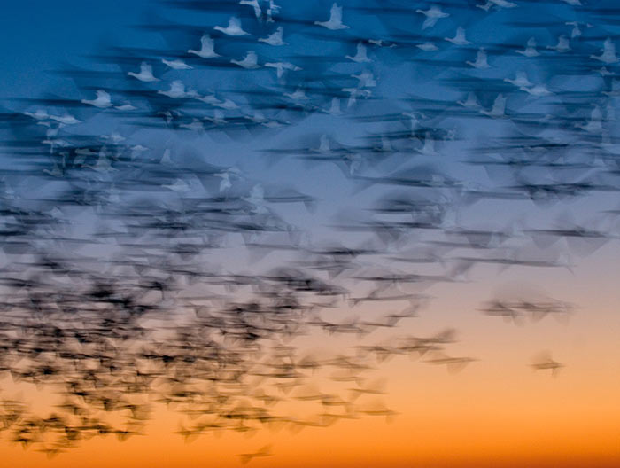 Snow Geese take off at dawn at Bosque del Apache NWR.  This image was juried into the 2007 International Show at the Center for...