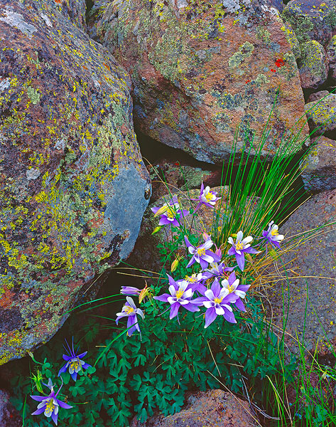 Colorado columbines bloom among talus on Cumbres Pass, Colorado