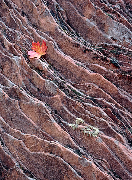 A Bigtooth Maple leaf rests on an upturned block of crossbedded Navajo Sandstone in Zion National Park