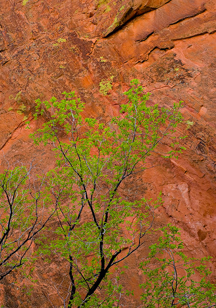 Green Spring leaves standout&nbsp; from the red sandstone of the Lyons Formation in Red Rock Canyon Open Space, Colorado Springs...