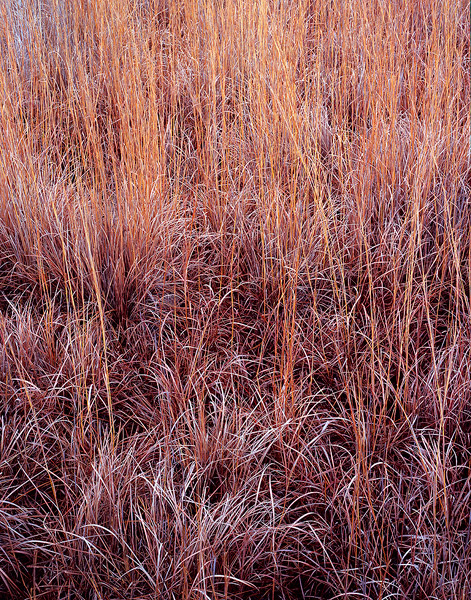 Big Bluestem grass turns golden brown on the western Kansas prairie during the Winter season