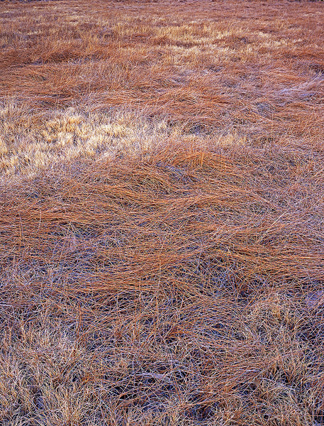 Brown and tan sedges in a meadow on the Medano Ranch, Colorado