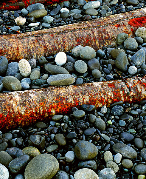 Red alder logs lie among the beach cobbles , Rialto Beach, Olympic Nationla Park, Washington