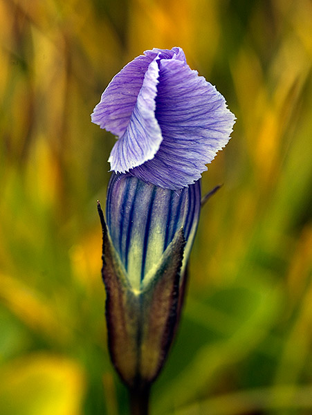 A Fringed Gentian blooms in an alpine meadow in the South San Juan Wilderness, Colorado