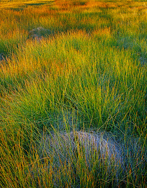 Sunrise light illuminates a wet sedge meadow on the Medano Ranch on a late Spring morning.